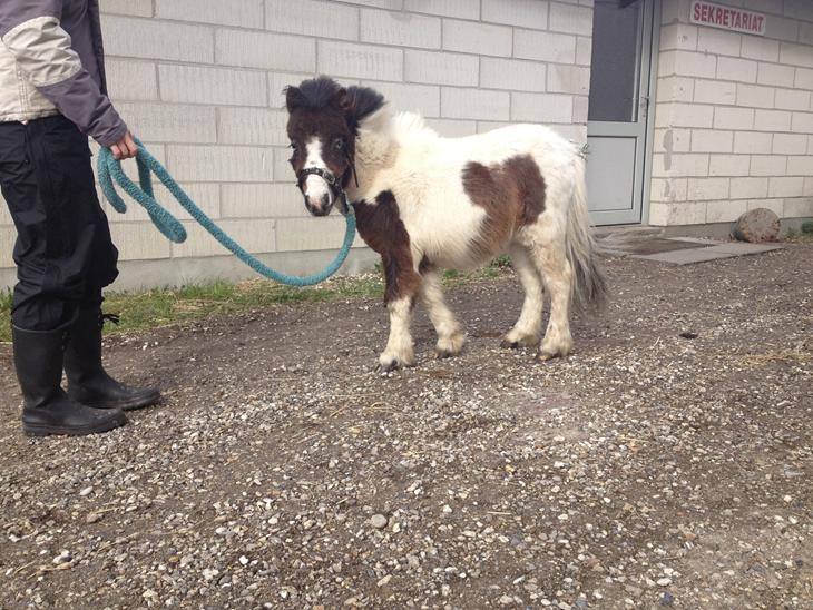 {{currentPhoto.altText}} billede {{currentPhoto.number}}