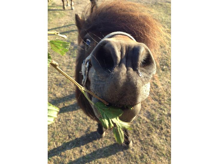 {{currentPhoto.altText}} billede {{currentPhoto.number}}