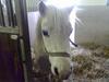Anden særlig race Silver (Gammel Part)R.I.P [Himmelhest]