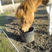 Islænder Kemba Von Asbæk