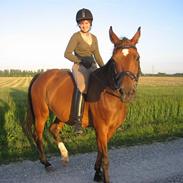 Dansk Varmblod Falkenhus's Moral