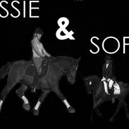 Anden særlig race Jessie A-pony - Solgt