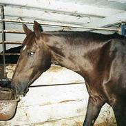 Anden særlig race Emma