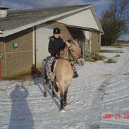 Anden særlig race Flintegaardens Laika