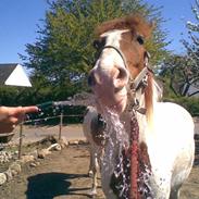 Pinto charmoon<3 solgt :(