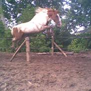 Pinto charmoon<3 solgt :(