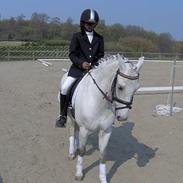 Welsh Pony (sec B) Lyngvejens Domino[SOLGT]