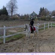 Welsh Pony (sec B) Lyngvejens Domino[SOLGT]