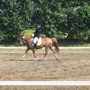 Anden særlig race La Fayette SOLGT