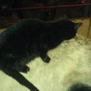 Anden særlig race solbjerggårds Lucky