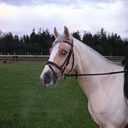 Welsh Cob (sec D) paddy´s voice