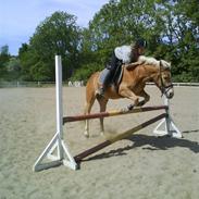 Haflinger Andy kastanjegaard*solgt*