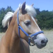 Haflinger Andy kastanjegaard*solgt*