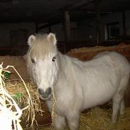 Anden særlig race Naja