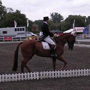 Anden særlig race Pihl's Kashmir