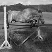 Welsh Pony (sec B) Låddenhøjs Smila