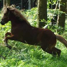 Islænder | Vestri frá Sæfelli<3