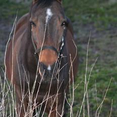 Traver  (¯`v´¯)targo Birke(¯`v´¯)