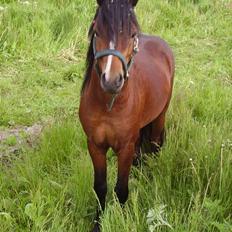 Welsh Pony af Cob-type (sec C) (¯`v´¯) taro (¯`v´¯)