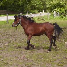 Welsh Pony af Cob-type (sec C) (¯`v´¯) taro (¯`v´¯)