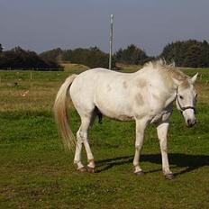 Lipizzaner sir Max 