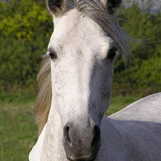 Anden særlig race Isabella