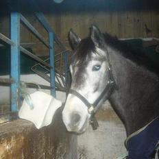 Anden særlig race Catwalk *SOLGT*