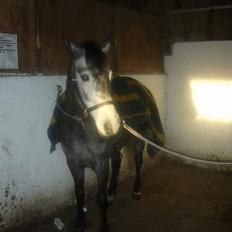 Anden særlig race Catwalk *SOLGT*