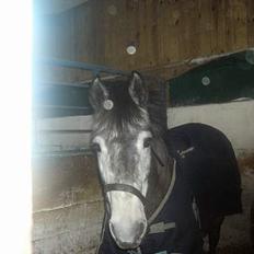 Anden særlig race Catwalk *SOLGT*