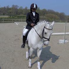 Welsh Pony (sec B) Lyngvejens Domino[SOLGT]