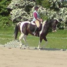 Pinto Enghøjgård's Tøsen