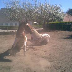 Pinto shades of desire SOLGT