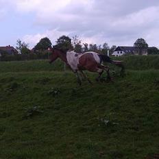 Pinto shades of desire SOLGT