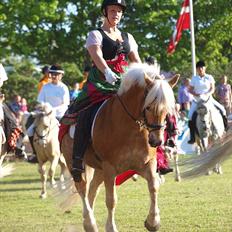 Haflinger Stoy "UDLÅNT