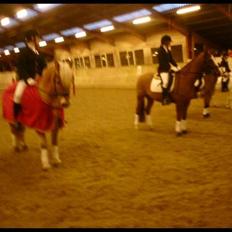 Haflinger Stoy "UDLÅNT