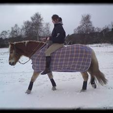 Haflinger Stoy "UDLÅNT