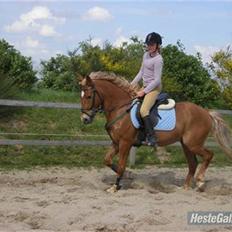 Hollandsk Sportspony Shakespears Hamlet Solgt