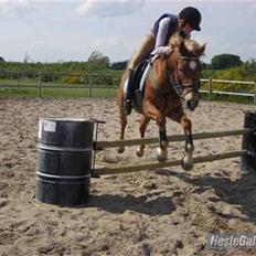 Hollandsk Sportspony Shakespears Hamlet Solgt