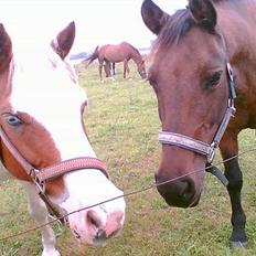 Anden særlig race Sindy  - gammel part 