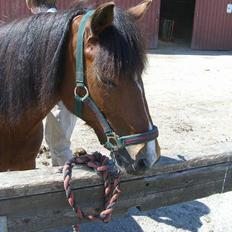 Welsh Pony (sec B) Cookie