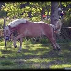 Haflinger Andy kastanjegaard*solgt*