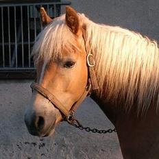 Haflinger Andy kastanjegaard*solgt*