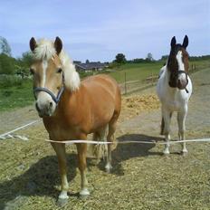 Haflinger Andy kastanjegaard*solgt*