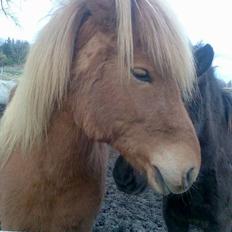 Islænder Silja fra Godthåb[SOLGT]