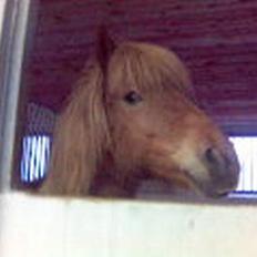 Islænder Silja fra Godthåb[SOLGT]