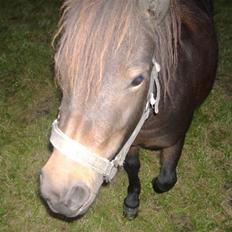 Anden særlig race Sisi ** død **  29/11 08