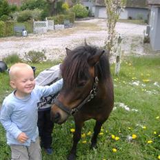 Anden særlig race Sisi ** død **  29/11 08