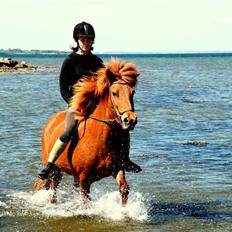 Islænder Kvika fra Skovbogård