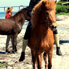 Islænder Kvika fra Skovbogård