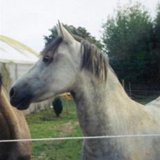 Anden særlig race Sammie * MIN FØRSTE HEST*